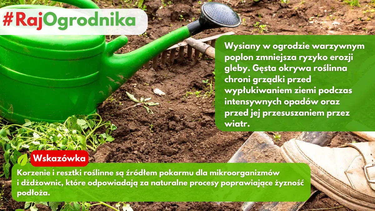 Poplon w ogrodzie warzywnym jak wysiewać blog sklep rajogrodnika